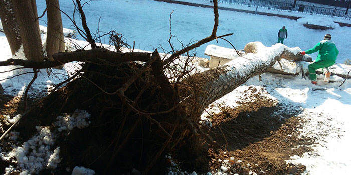 Kar Yüzünden Onlarca Ağaç Zarar Gördü
