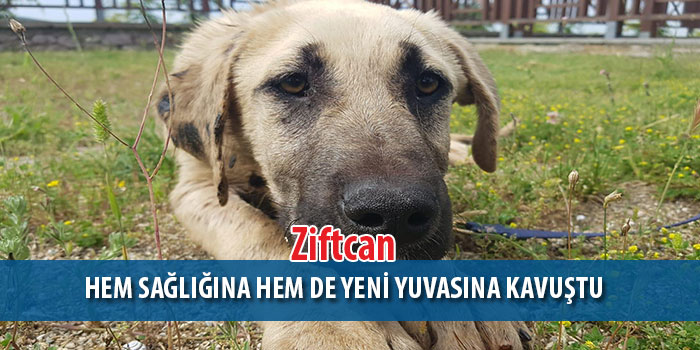  Ziftcan Hem Sağlığına  Hem De Yeni Yuvasına Kavuştu