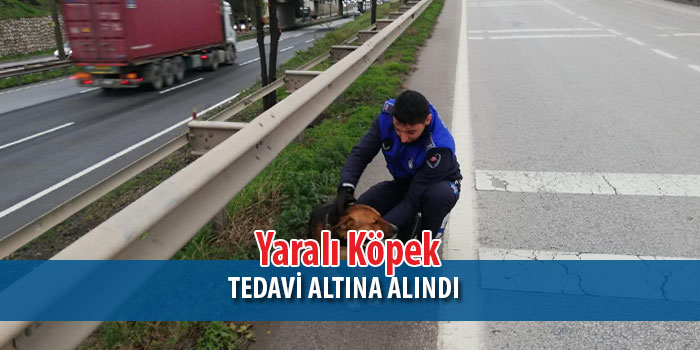 Yaralanan Köpeğe Zabıta Müdürlüğü Ekiplerinden yardım