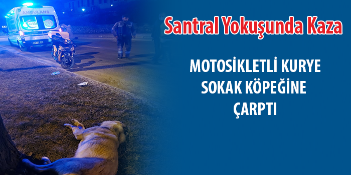 Motosikletli Kuryenin Çarptığı Köpek Telef Oldu