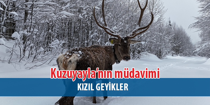 Kızıl Geyikler, Kartepe Kuzuyayla’nın Müdavimi Oldu.
