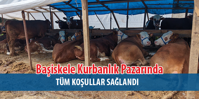 Başiskele’de Kurbanlık Hayvan Pazarı Vatandaşların Hizmetinde