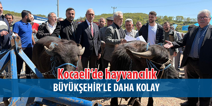 Büyükşehir, Damızlık Mandaları Üreticilere Teslim Etti