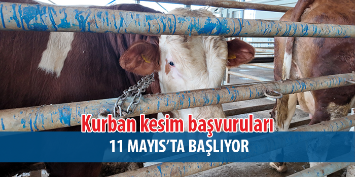 Kocaeli Büyükşehir’e Bağlı Mezbahalar Kurbana Hazırlanıyor