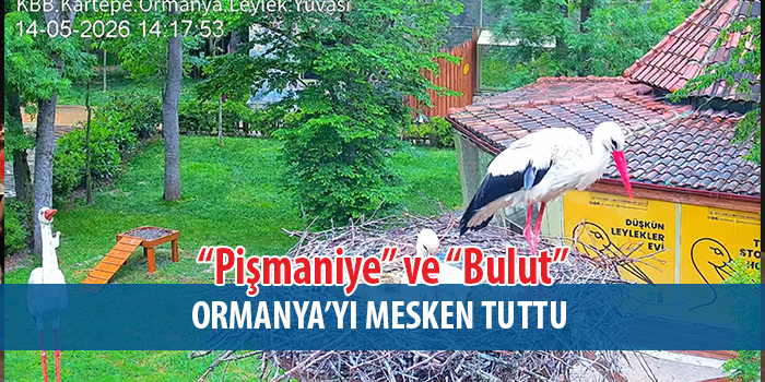 Düşkün Leylekler Evi’nde engel tanımayan aşk