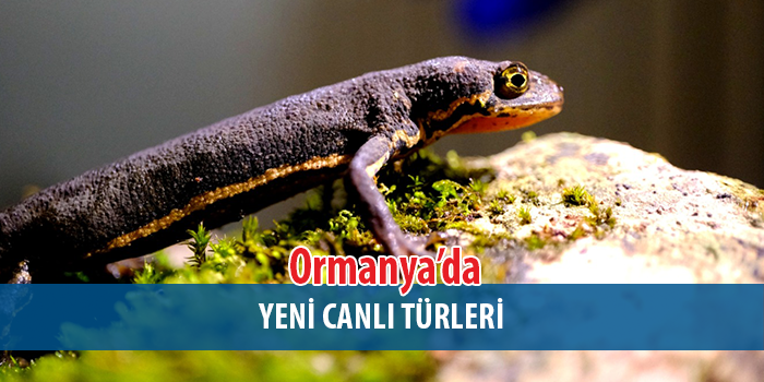 Ormanya’da endemik semender türleri keşfedildi